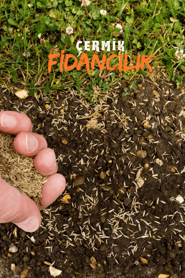 Dört Mevsim Ekilen 6 Karışımlı Çim Tohumu 1 Kg