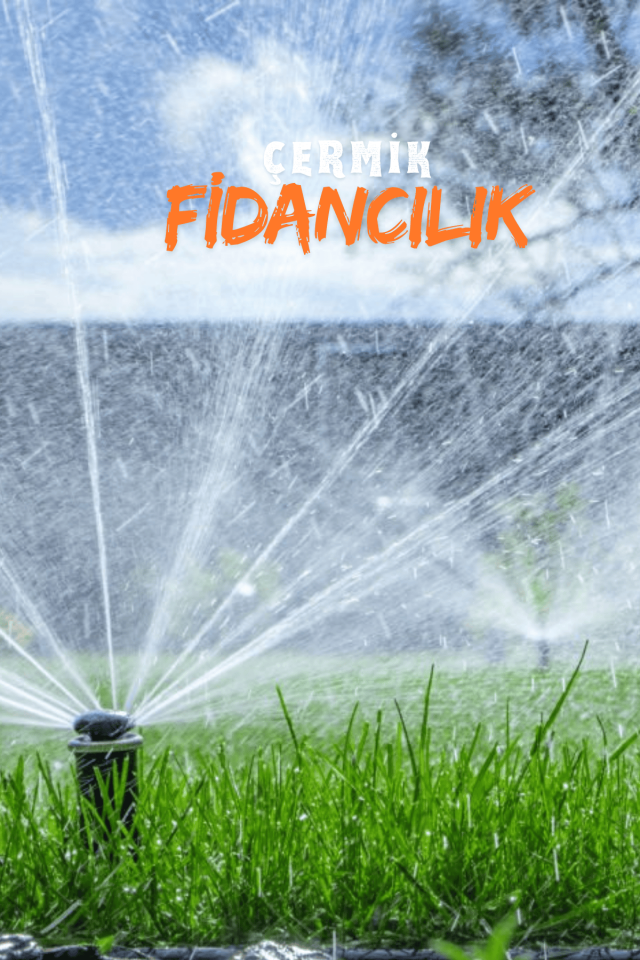 Dört Mevsim Ekilen 6 Karışımlı Çim Tohumu 1 Kg