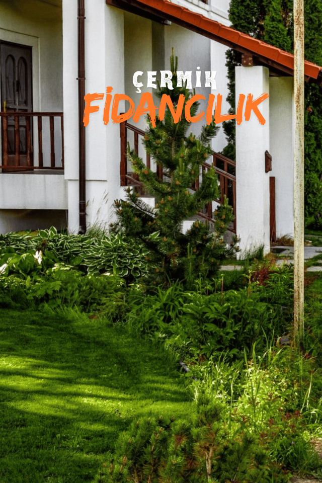 6 Karışımlı Dört Mevsim Ekilen Çim Tohumu 5 Kğ