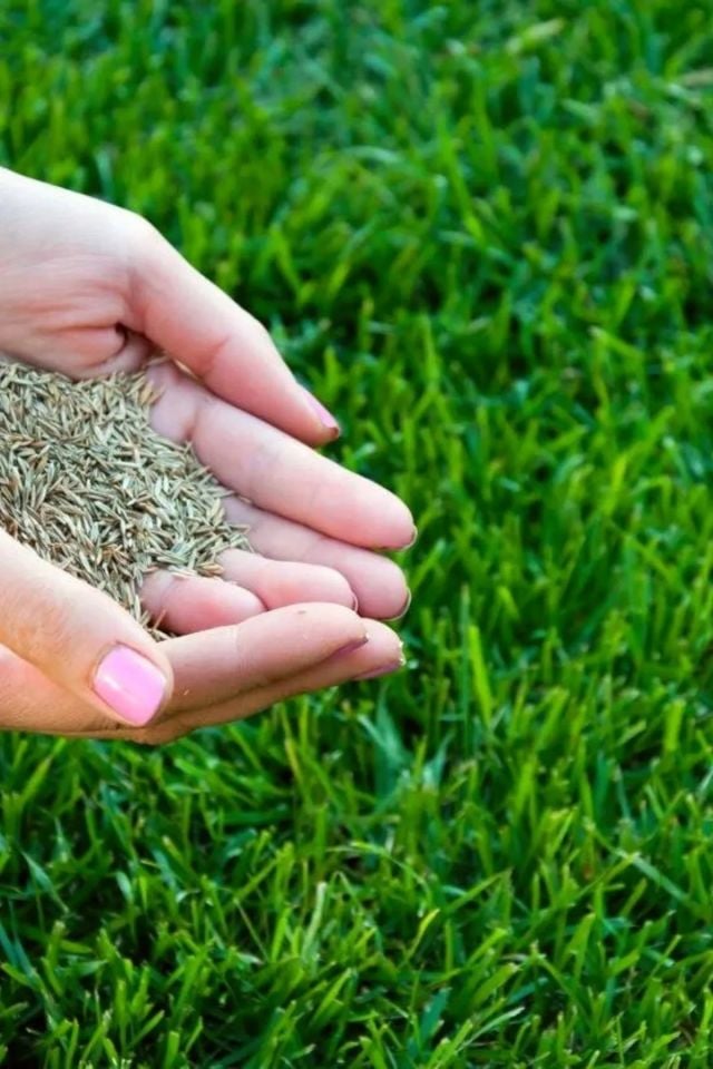 6 Karışımlı Dört Mevsim Ekilen Çim Tohumu 10 Kğ