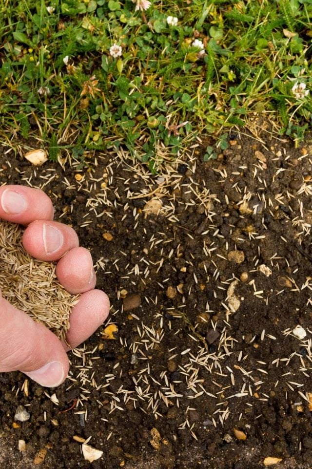 6 Karışımlı Dört Mevsim Ekilen Çim Tohumu 10 Kğ