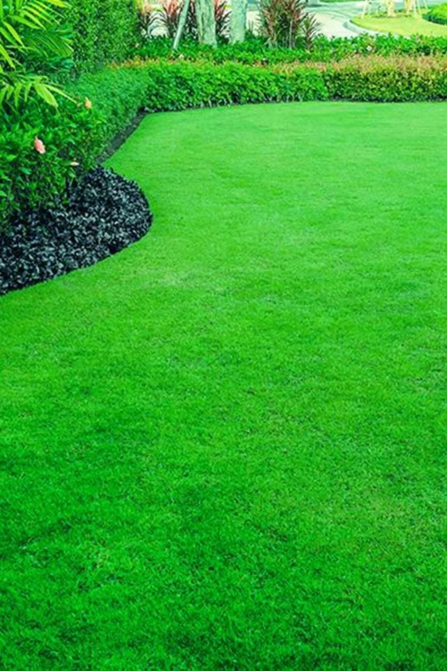 6 Karışımlı Dört Mevsim Ekilen Çim Tohumu 10 Kğ