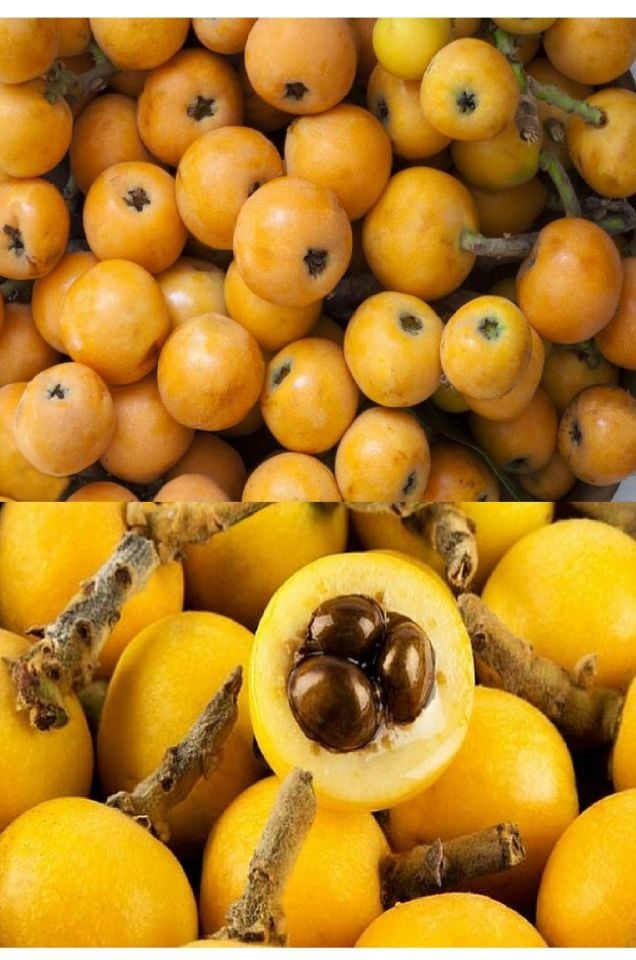 Tüplü Yenidünya Malta Eriği Fidanı 3 Yaş