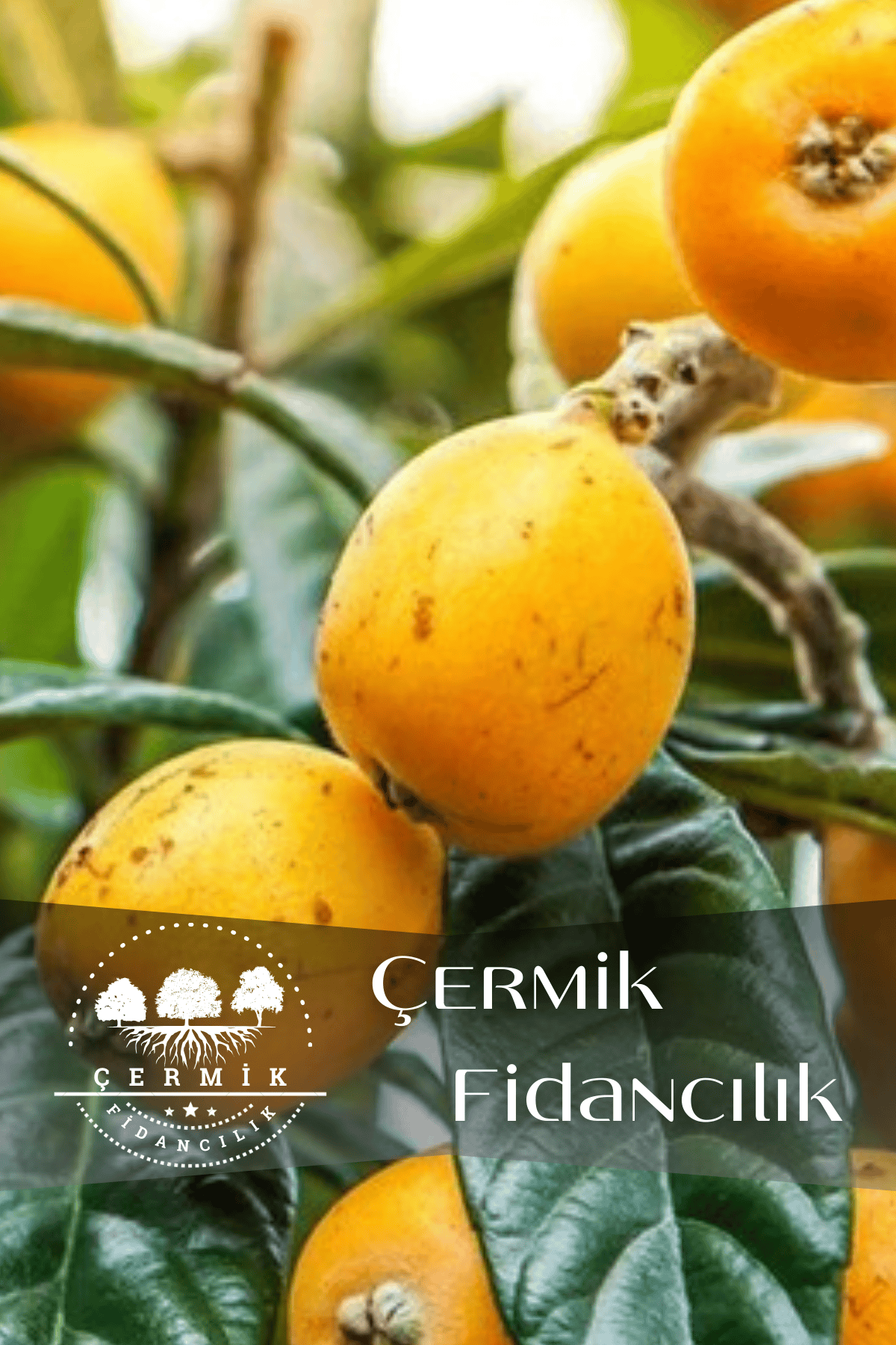 Tüplü Yenidünya Malta Eriği Fidanı 3 Yaş