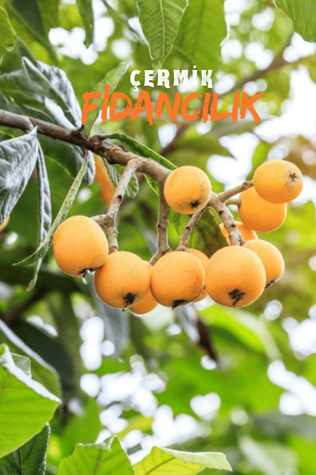 Tüplü Yenidünya Malta Eriği Fidanı 3 Yaş