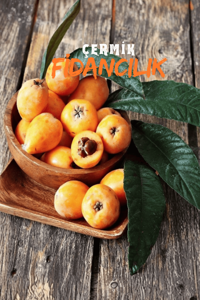 Tüplü Yenidünya Malta Eriği Fidanı 3 Yaş