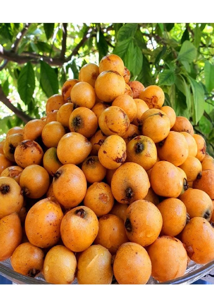 Tüplü Yenidünya Malta Eriği Fidanı 3 Yaş