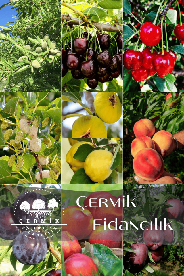 10 Çeşit Karışık Aşılı Meyve Fidanı Paketi 1