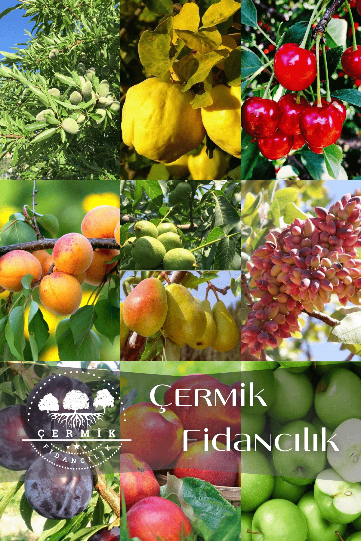 10 Çeşit Karışık Aşılı Meyve Fidanı Paketi 3