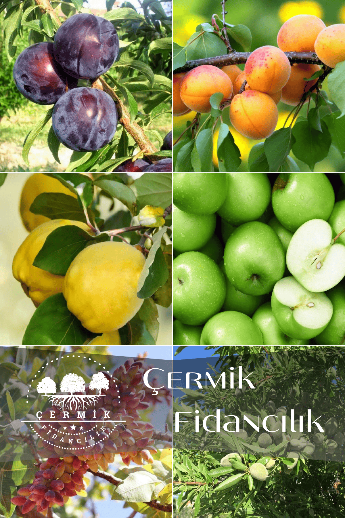 6 Çeşit Karışık Meyve Fidan Badem , Antep Fıstığı , Ayva , Elma , Kırmızı Erik Ve Kayısı