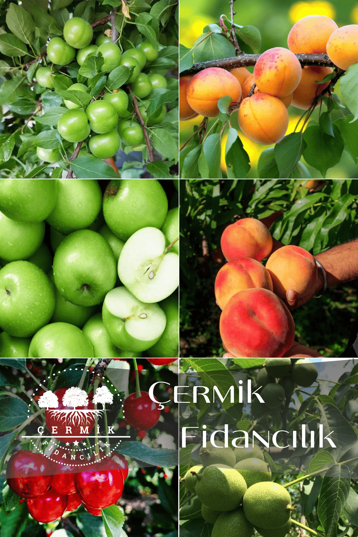 6 Çeşit Karışık Meyve Fidanı Vişne , Şeftali , Erik , Yeşil Elma Ve Ceviz
