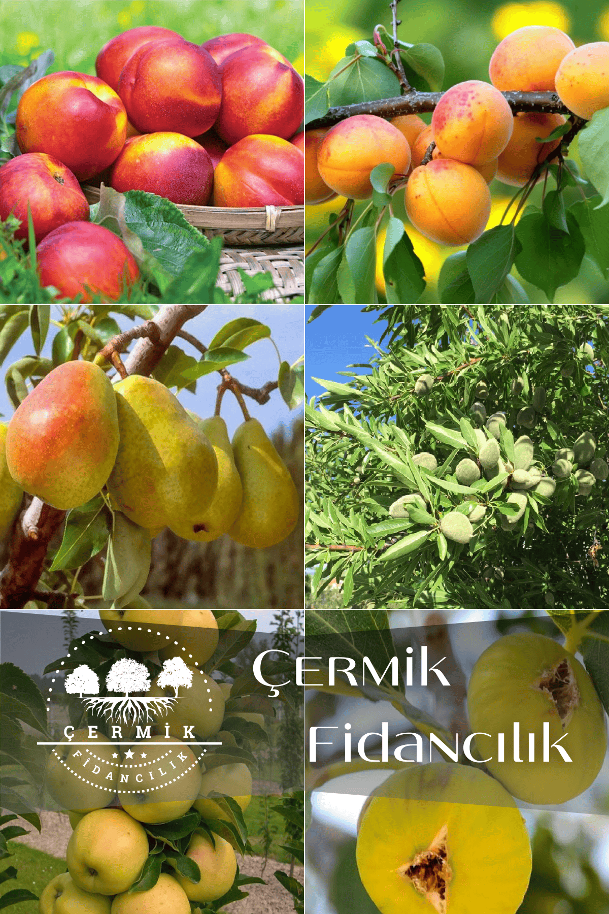 6 Çeşit Karışık Meyve Fidanı Kayısı , Badem , Armut , Nektarin , Elma Ve Incir