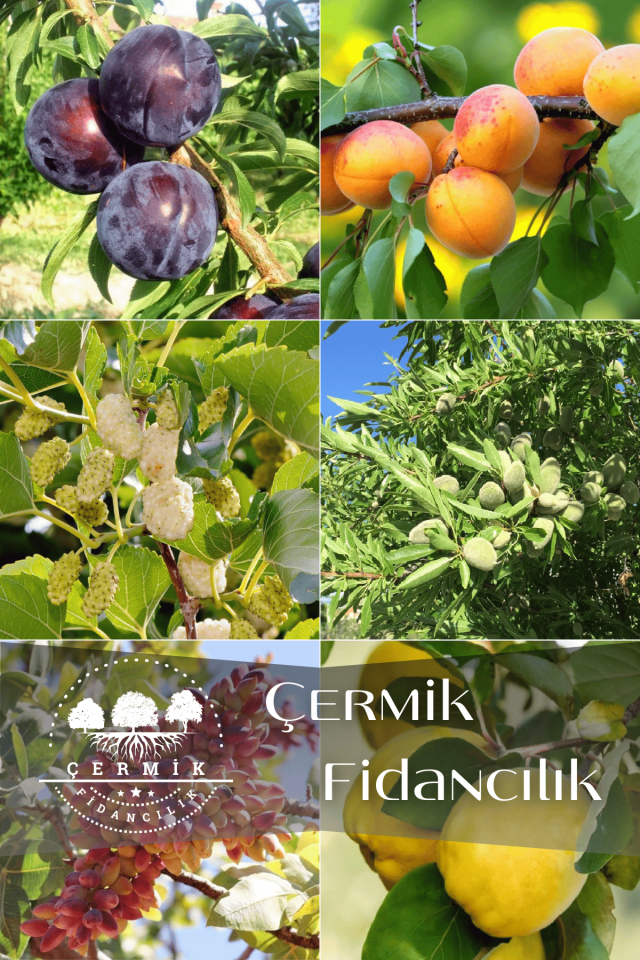 6 Çeşit Karışık Meyve Fidanı Ayva , Antep Fıstığı , Badem , Dut , Kırmızı Erik Ve Kayısı