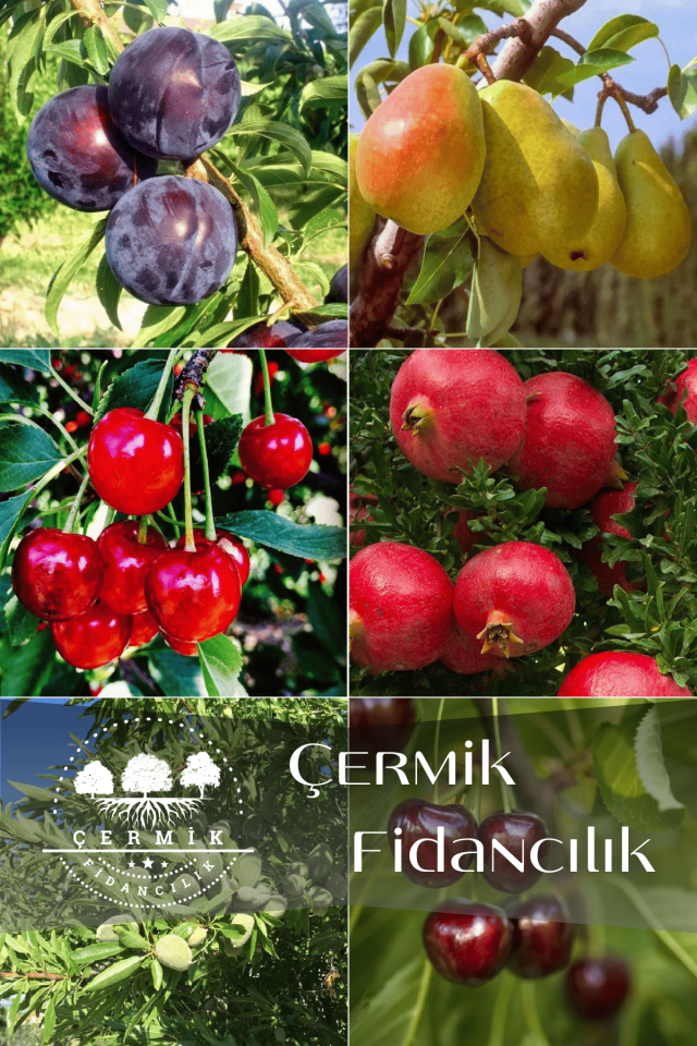 6 Çeşit Karışık Meyve Fidanı Vişne , Nar , Kiraz , Armut , Badem Ve Kırmızı Erik
