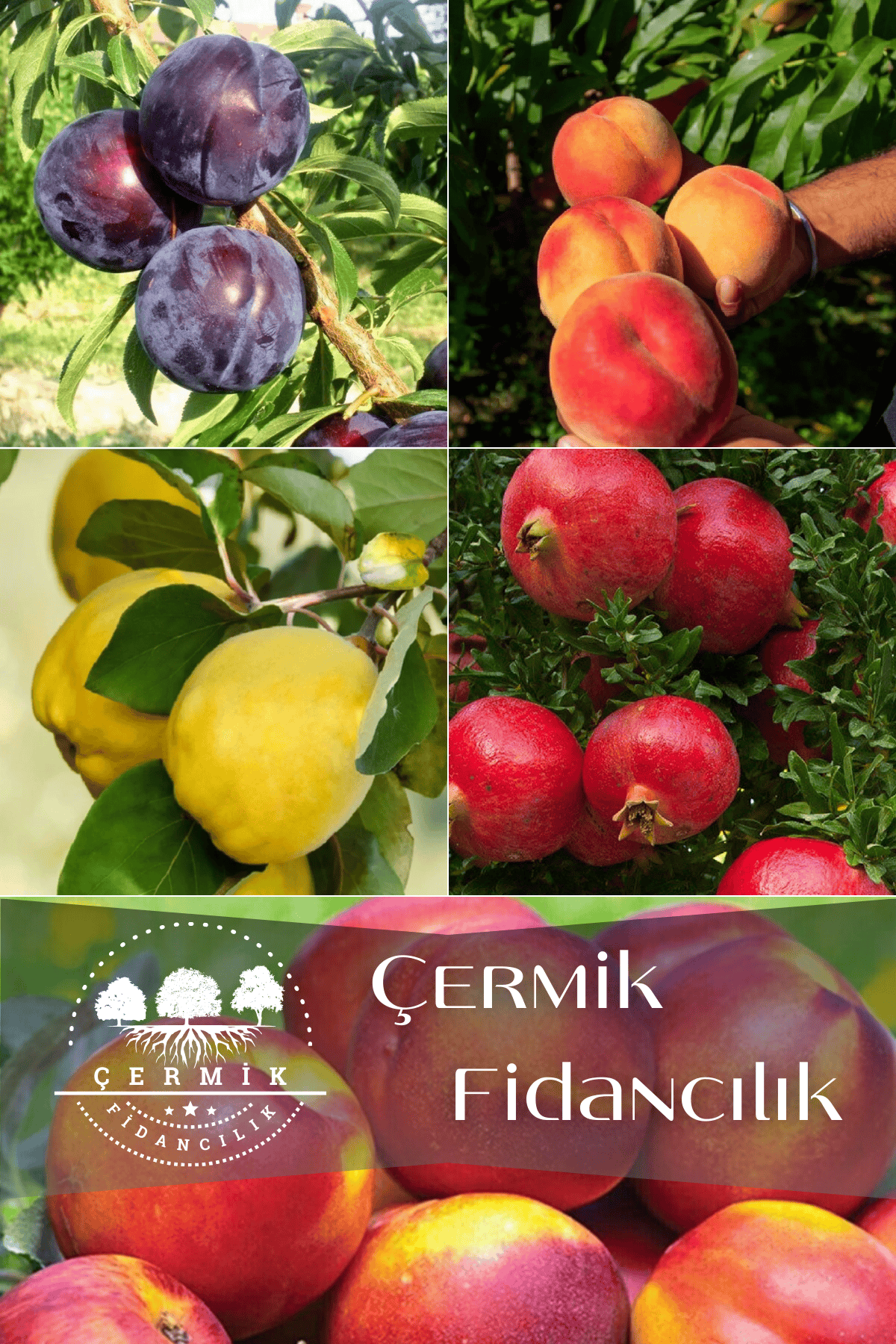 5 Çeşit Karışık Meyve Fidanı Nektarin , Yeşil Elma , Nar , Kara Erik Ve Ayva