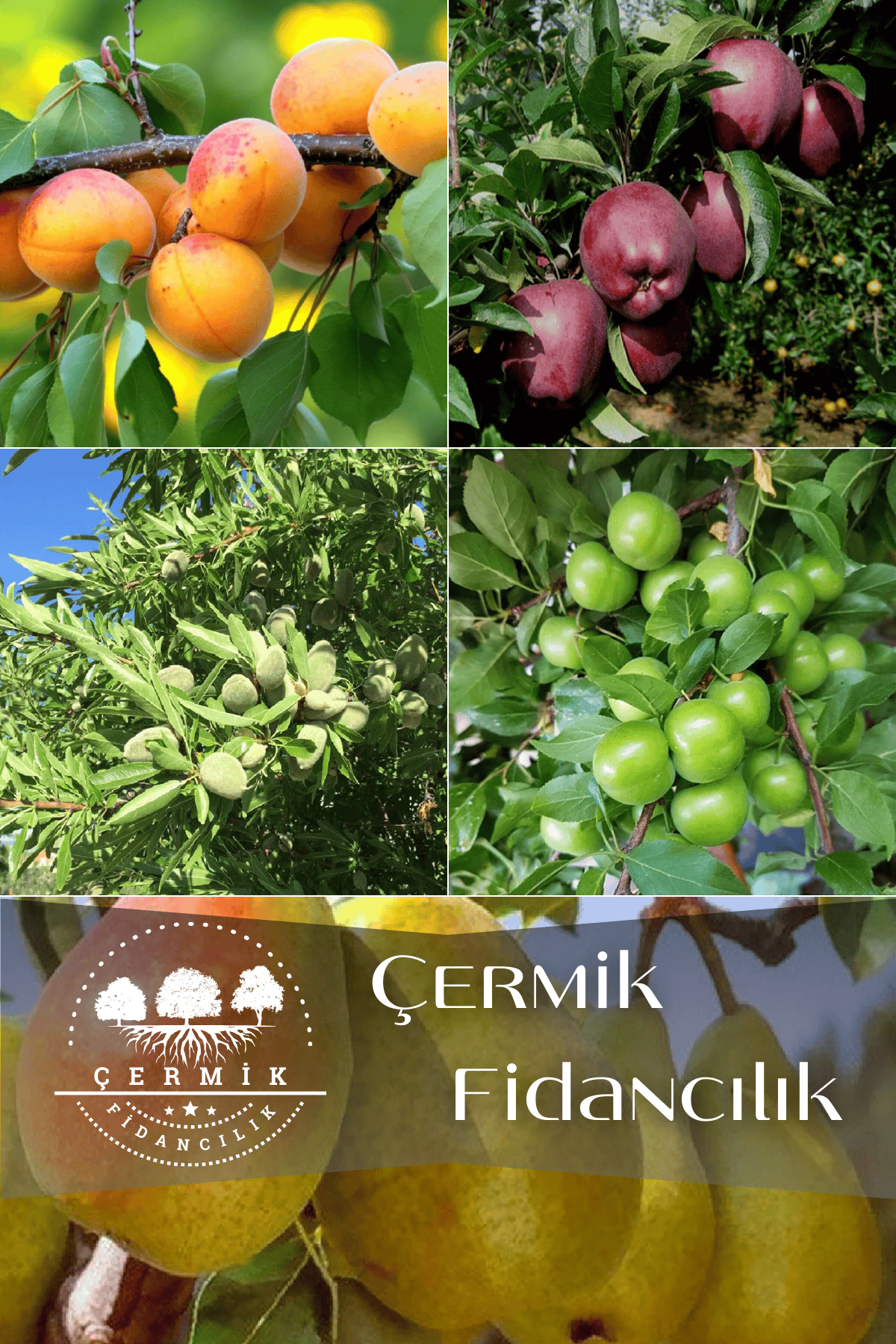 5 Çeşit Karışık Meyve Fidanı Badem , Erik ,Kayısı , Kırmızı Elma Ve Armut