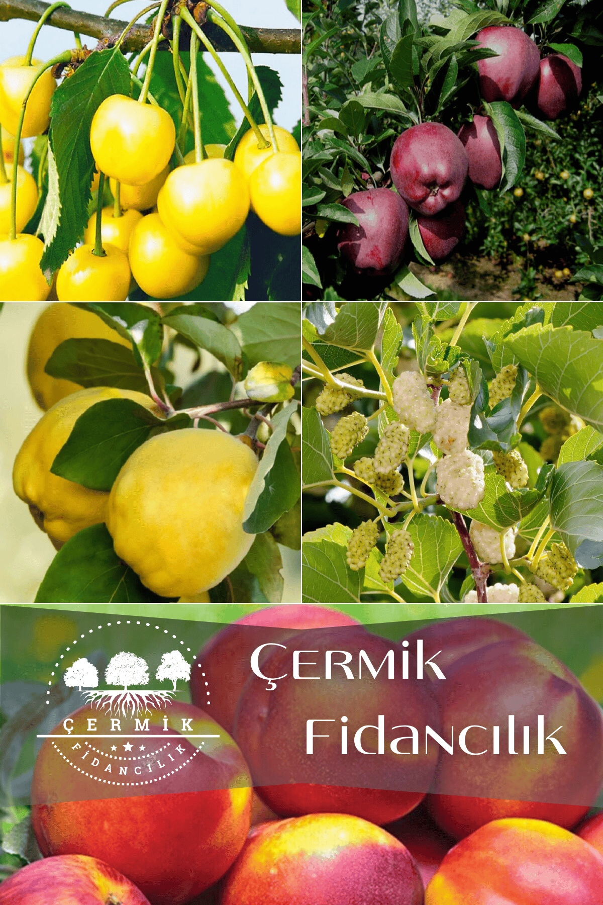 5 Çeşit Karışık Meyve Fidanı Kırmızı Elma , Beyaz Kiraz , Ayva ,Dut Ve Nektarin