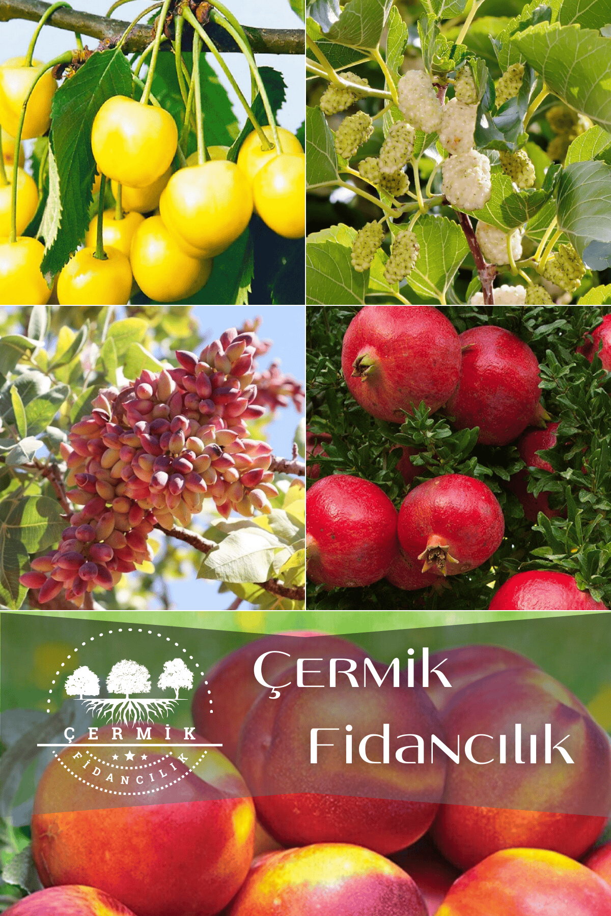 5 Çeşit Karışık Meyve Fidanı Nektarin ,Antep Fıstığı , Nar, Dut Ve Beyaz Kiraz