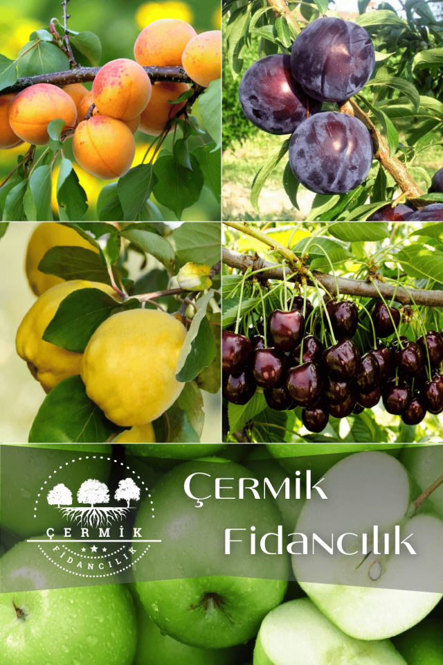 5 Çeşit Karışık Meyve Fidanları Yeşil Elma ,Kayısı, Kara Erik , Koyu Kiraz Ve Ayva
