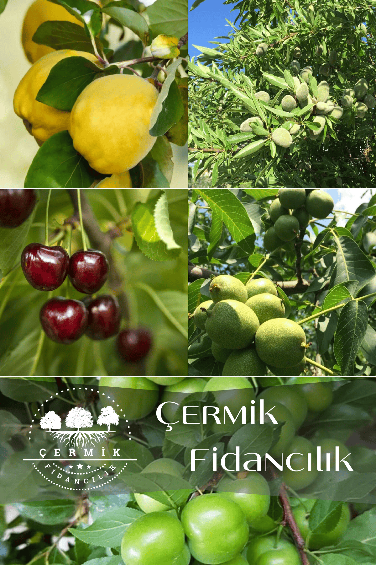 5 Çeşit Karışık Meyve Fidanı Erik , Ceviz , Kiraz , Badem Ve Ayva