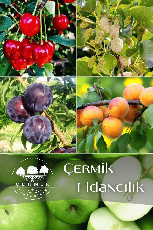 5 Çeşit Karışık Meyve Fidanı Vişne , Kırmızı Erik , Dut, Kayısı Ve Yeşil Elma