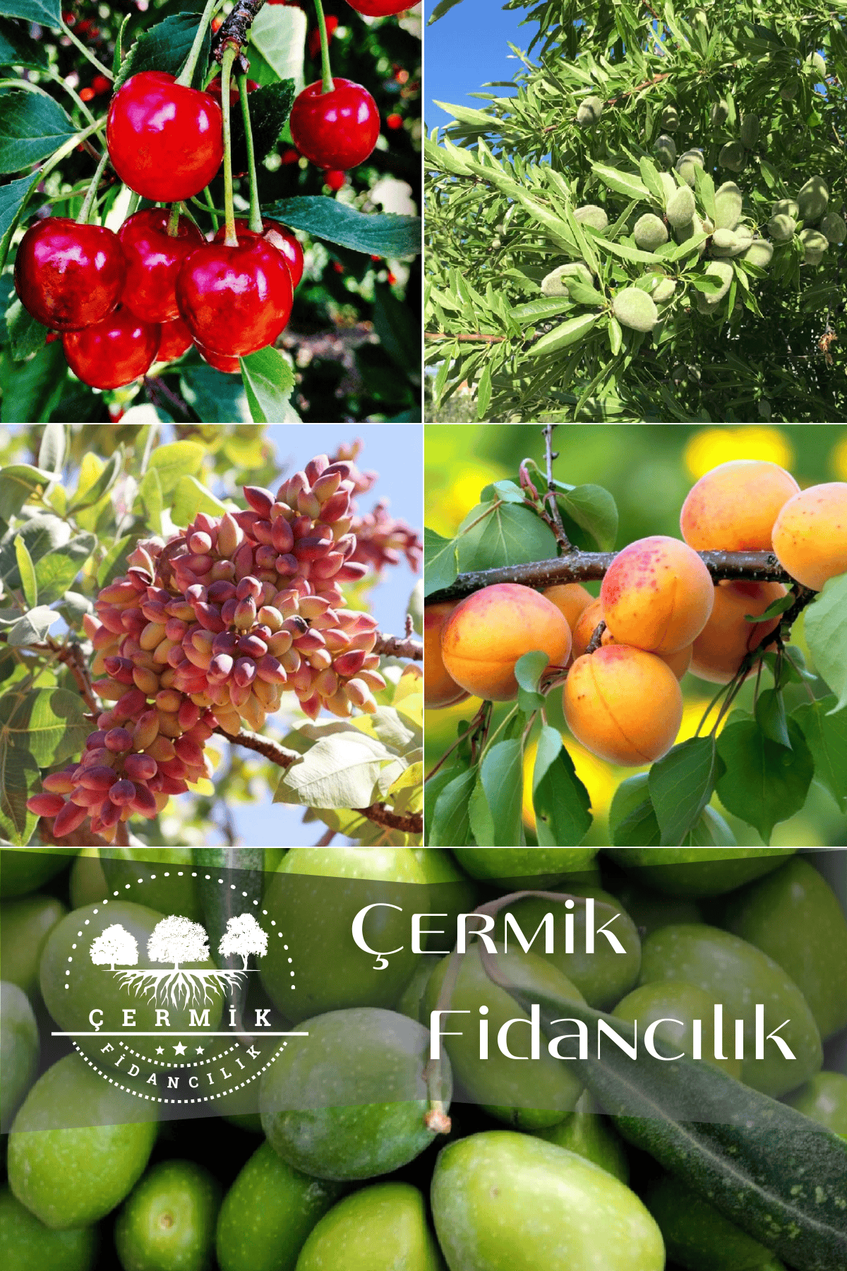 5 Çeşit Karışık Meyve Fidanı Vişne , Zeytin , Antep Fıstığı , Kayısı Ve Badem