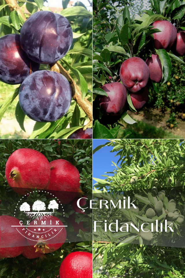 4 Çeşit Karışık Meyve Fidanı Kırmızı Erik , Nar, Kırmızı Elma Ve Badem
