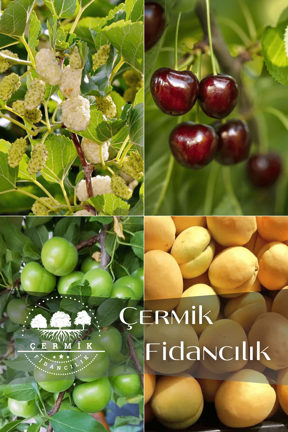 4 Çeşit Karışık Meyve Fidanı Can Erik , Dut , Kiraz Ve Kayısı