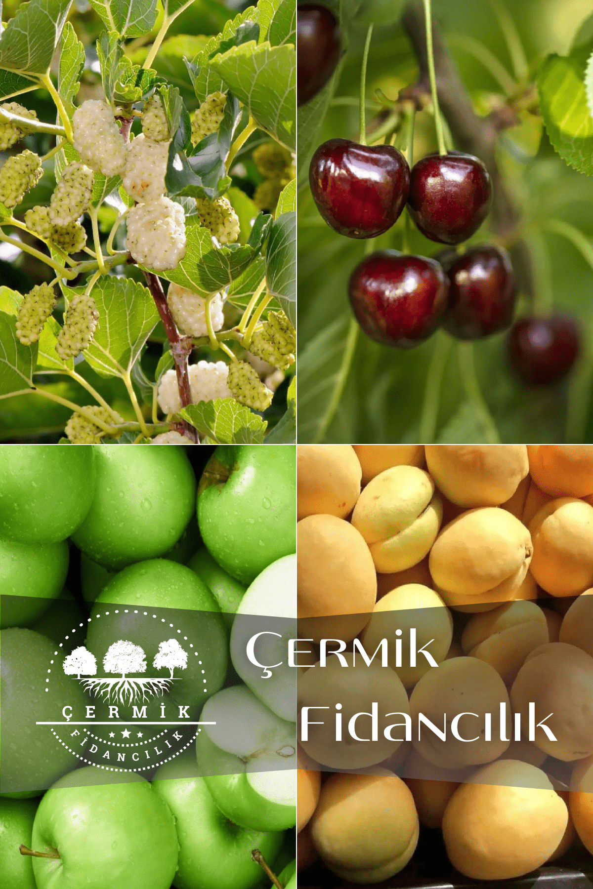 4 Çeşit Karışık Meyve Fidanı Dut , Kiraz , Yeşil Elma Ve Kayısı