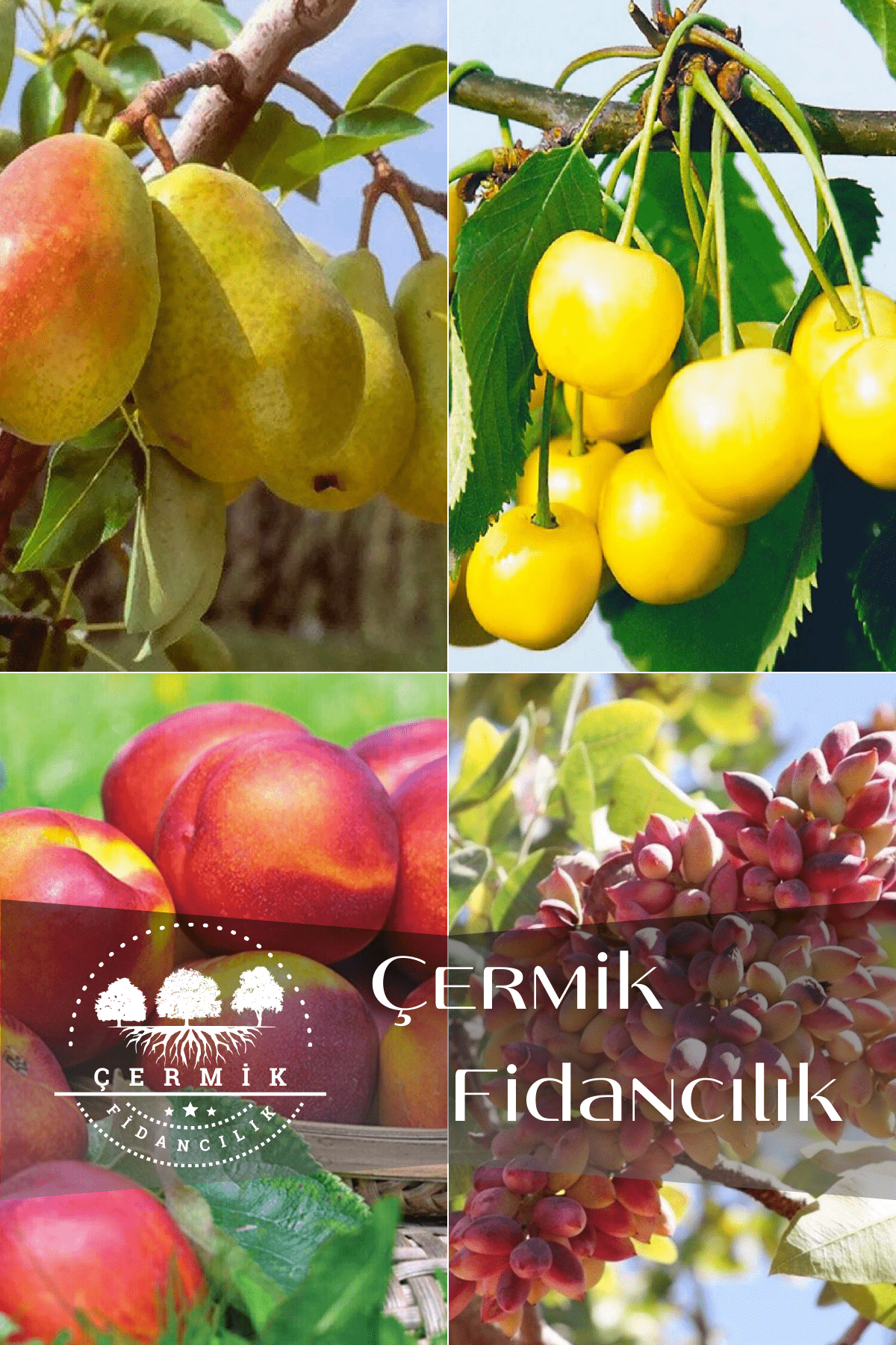 4 Çeşit Karışık Meyve Fidanı Armut, Nektarin, Antep Fıstığı Ve Sarı Kiraz