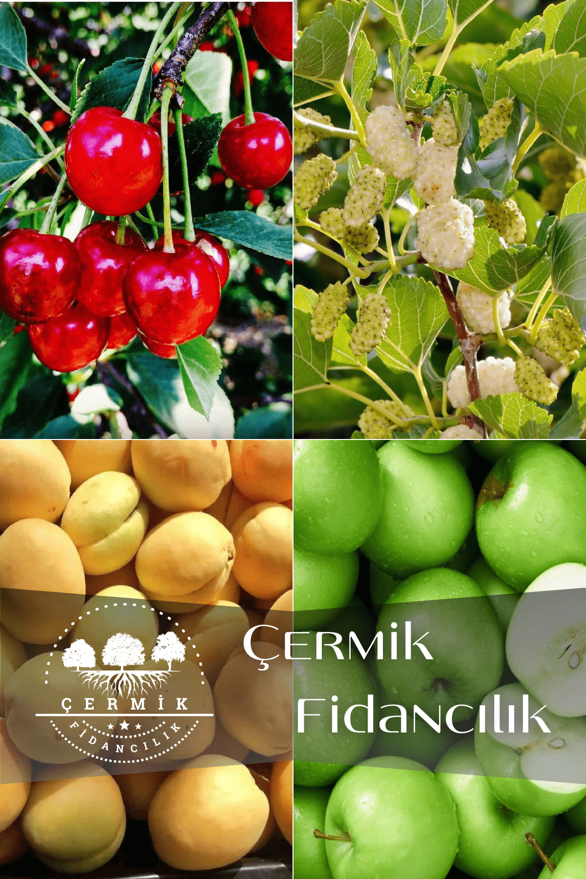 4 Çeşit Karışık Meyve Fidanı Vişne, Kayısı, Elma Ve Dut