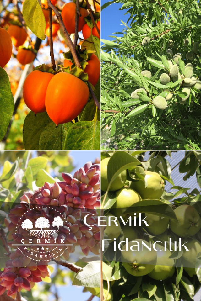4 Çeşit Karışık Meyve Fidanı Armut , Antep Fıstığı , Badem Ve Hurma