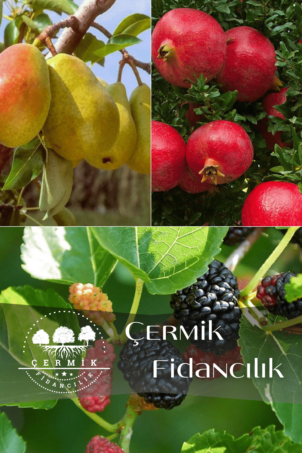 3 Çeşit Karışık Meyve Fidanı Kara Dut Armut ve Nar