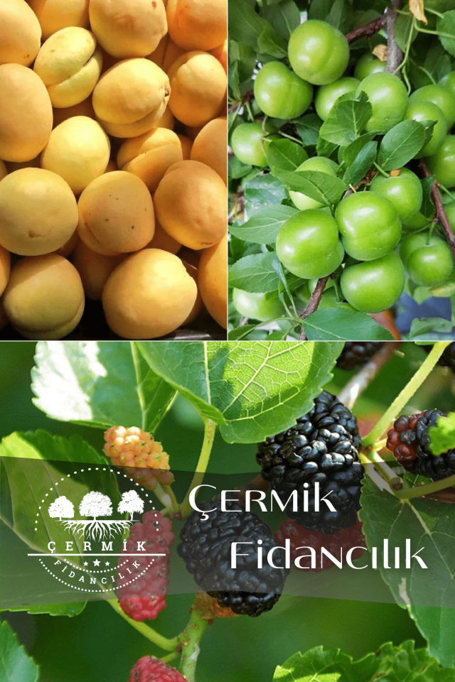 3 Çeşit Karışık Meyve Fidanı Erik, Kayısı Ve Kara Dut
