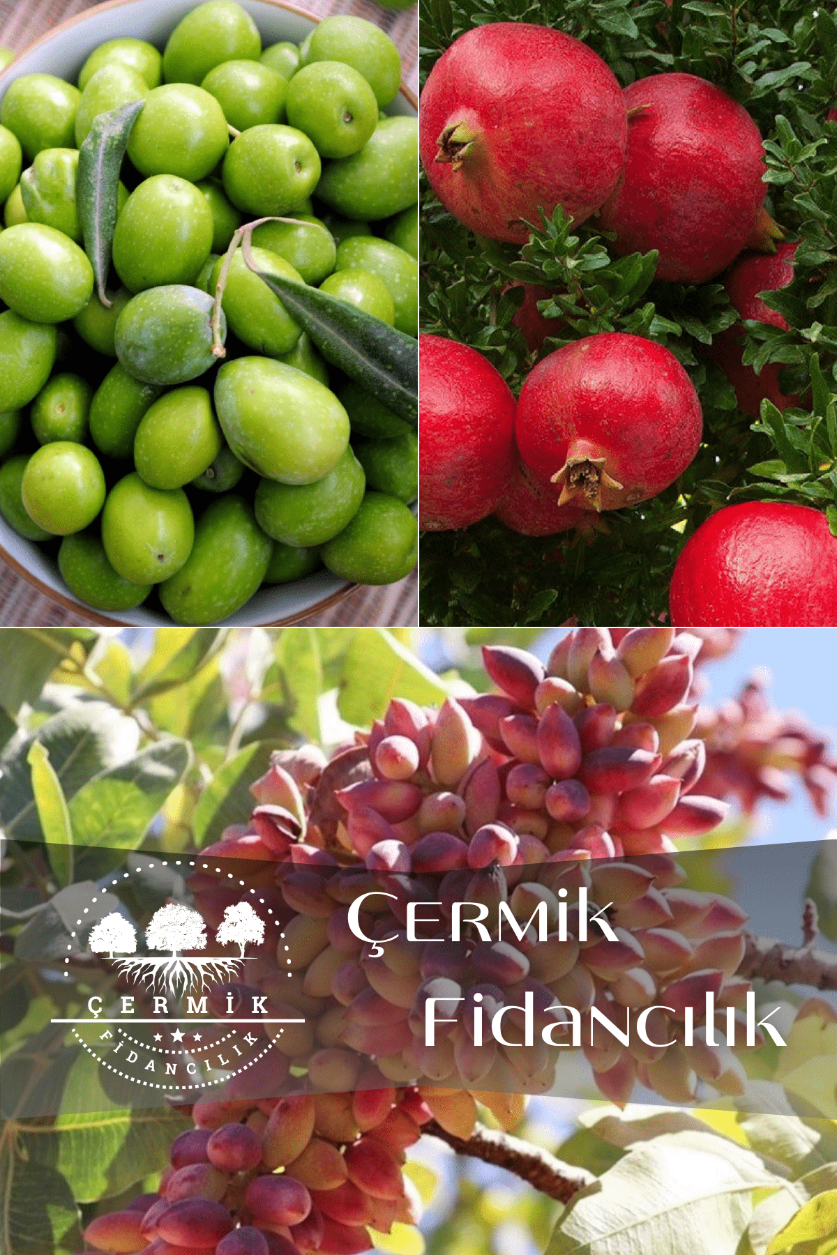 3 Çeşit Karışık Meyve Fidanı Zeytin , Antep Fıstığı Ve Nar