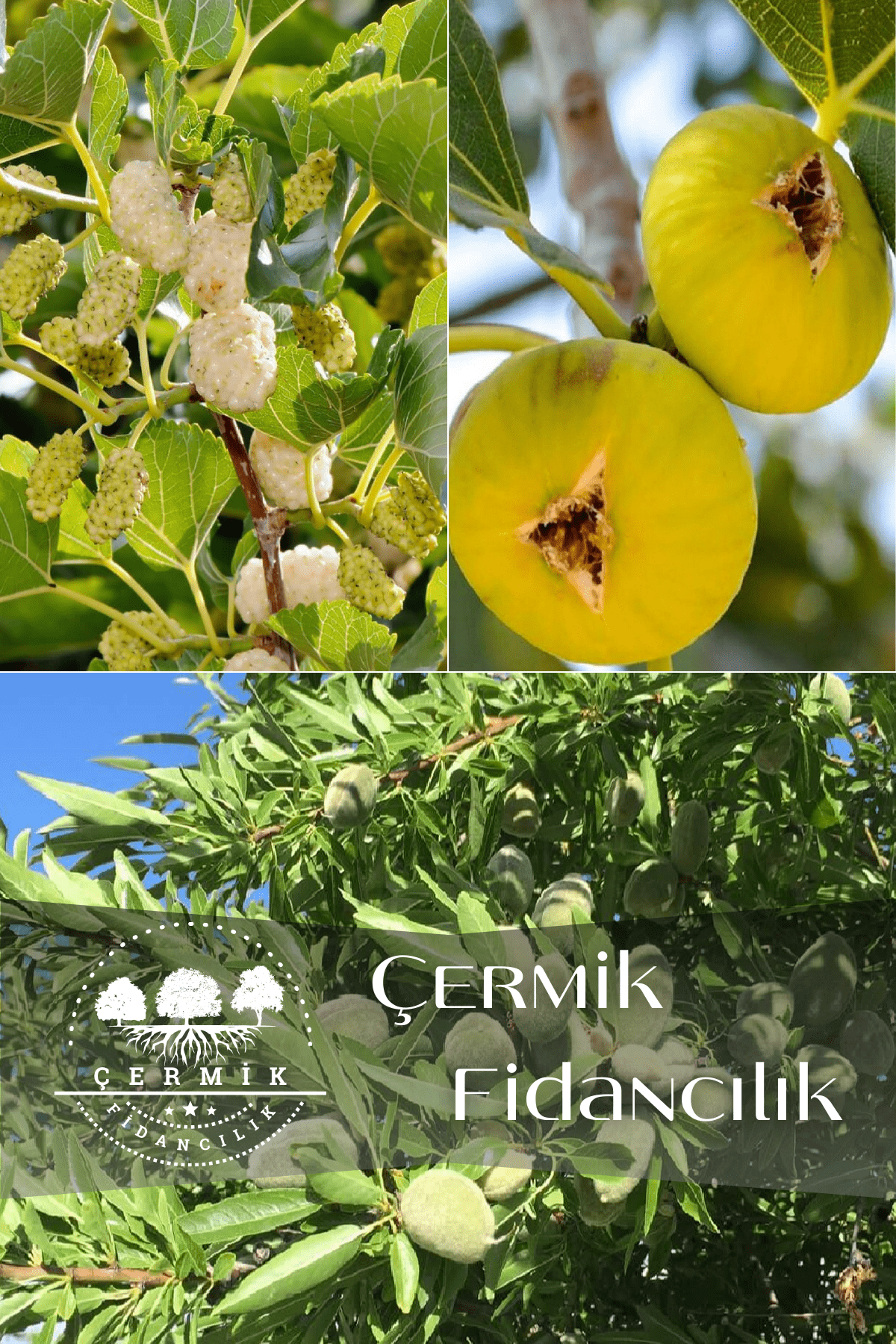 3 Çeşit Karışık Meyve Fidanı Badem İncir Ve Dut