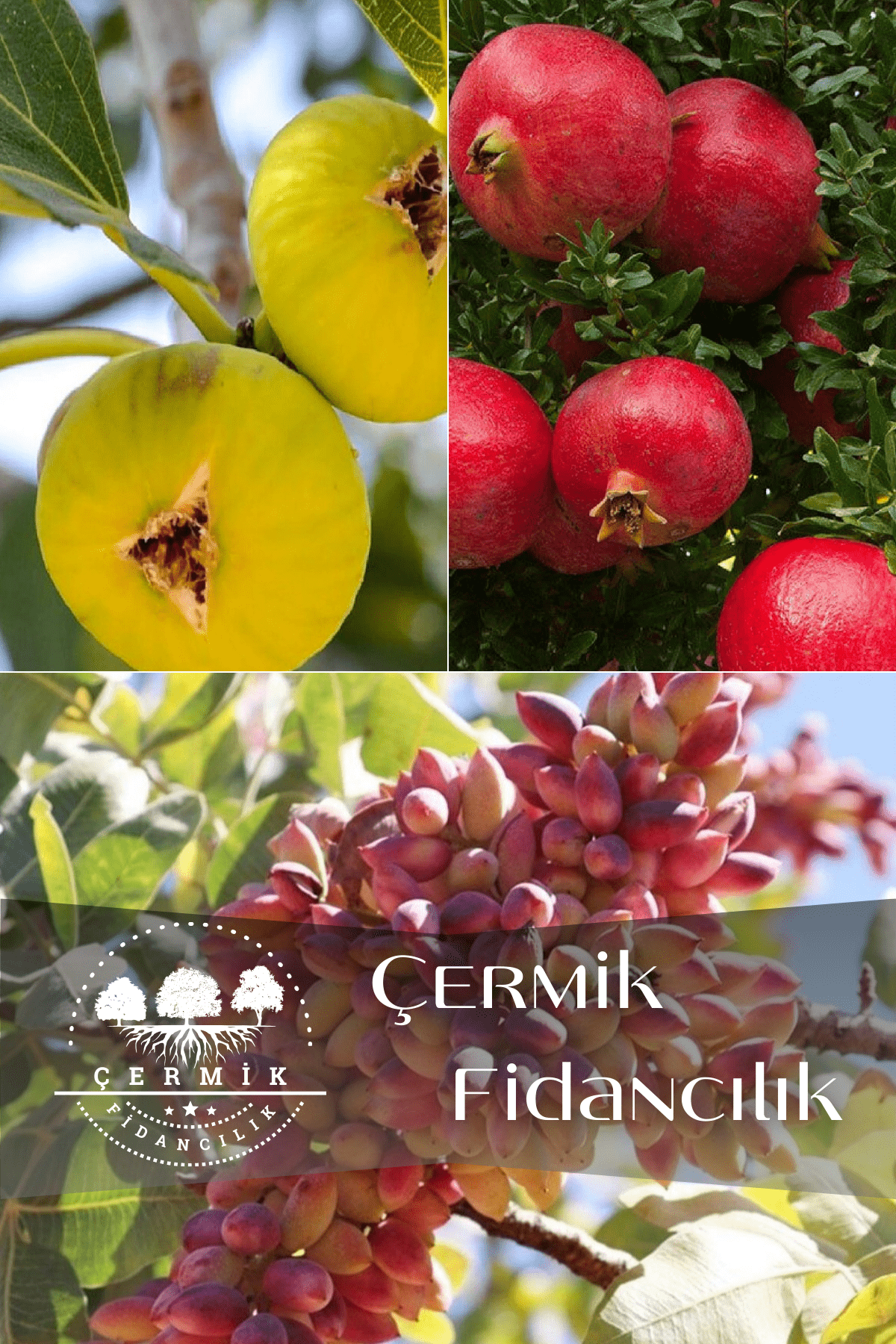 3 Çeşit Karışık Meyve Fidanı Incir, Antep Fıstığı Ve Nar