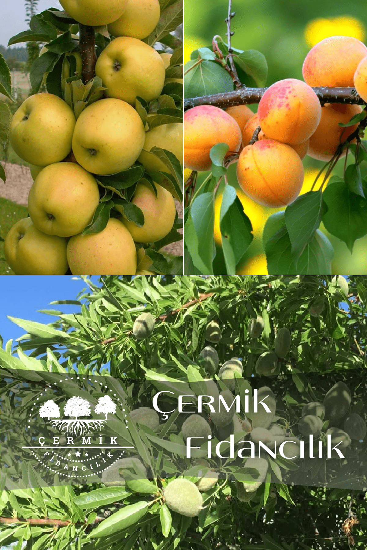 3 Çeşit Karışık Meyve Fidanı Elma , Kayısı Ve Badem
