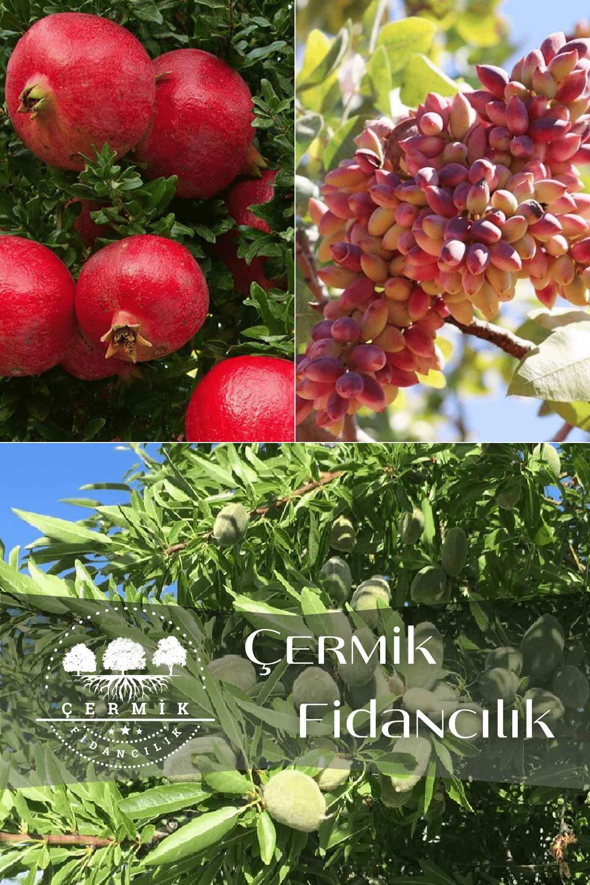 3 Çeşit Karışık Meyve Fidanı Antep Fıstığı , Nar ve Badem