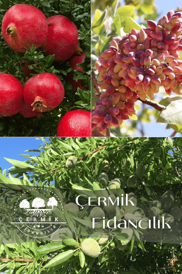 3 Çeşit Karışık Meyve Fidanı Antep Fıstığı , Nar ve Badem