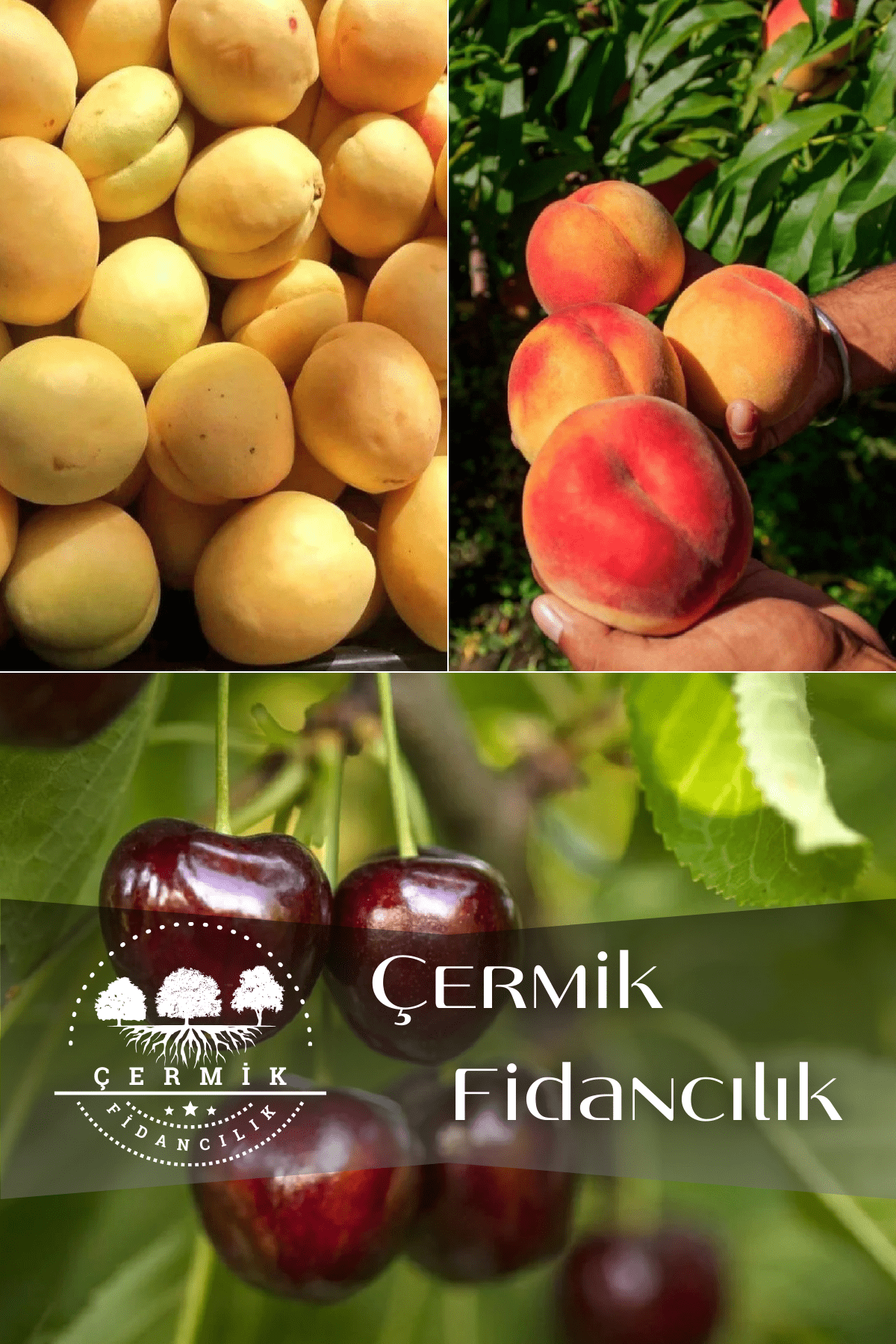 3 Çeşit Karışık Meyve Fidanı Napolyon Kiraz , Kayısı Ve Şeftali