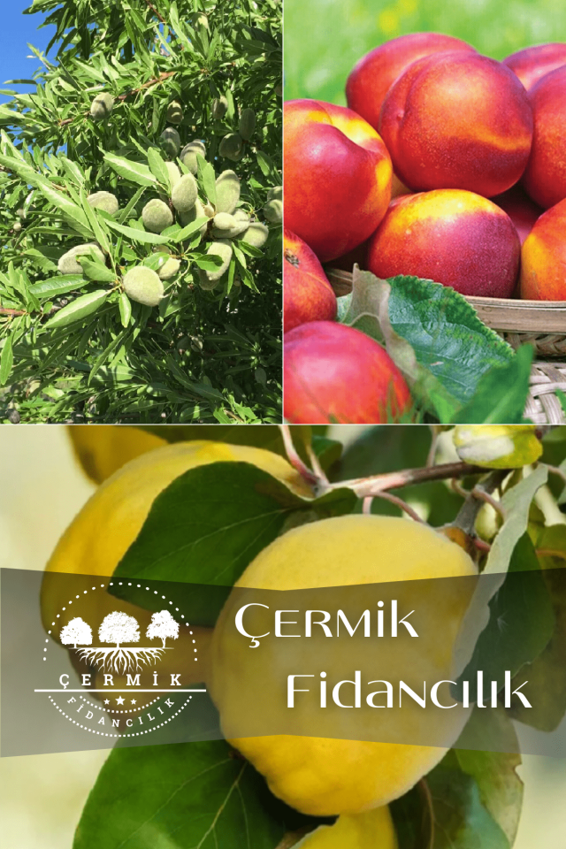 3 Çeşit Karışık Meyve Fidanı Nektarin , Badem Ve Ayva