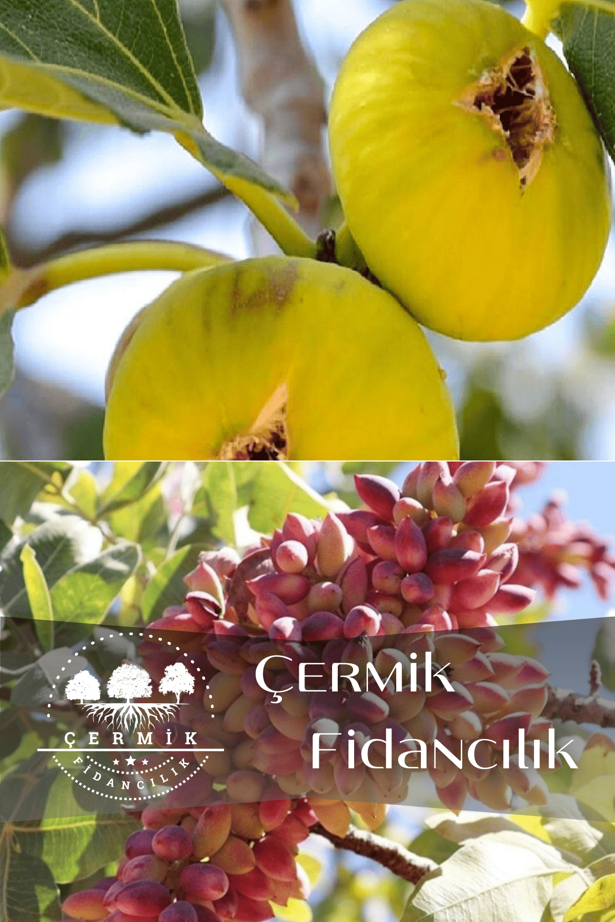 2 Çeşit Karışık Meyve Fidanı Antep Fıstığı Ve Sarı Incir