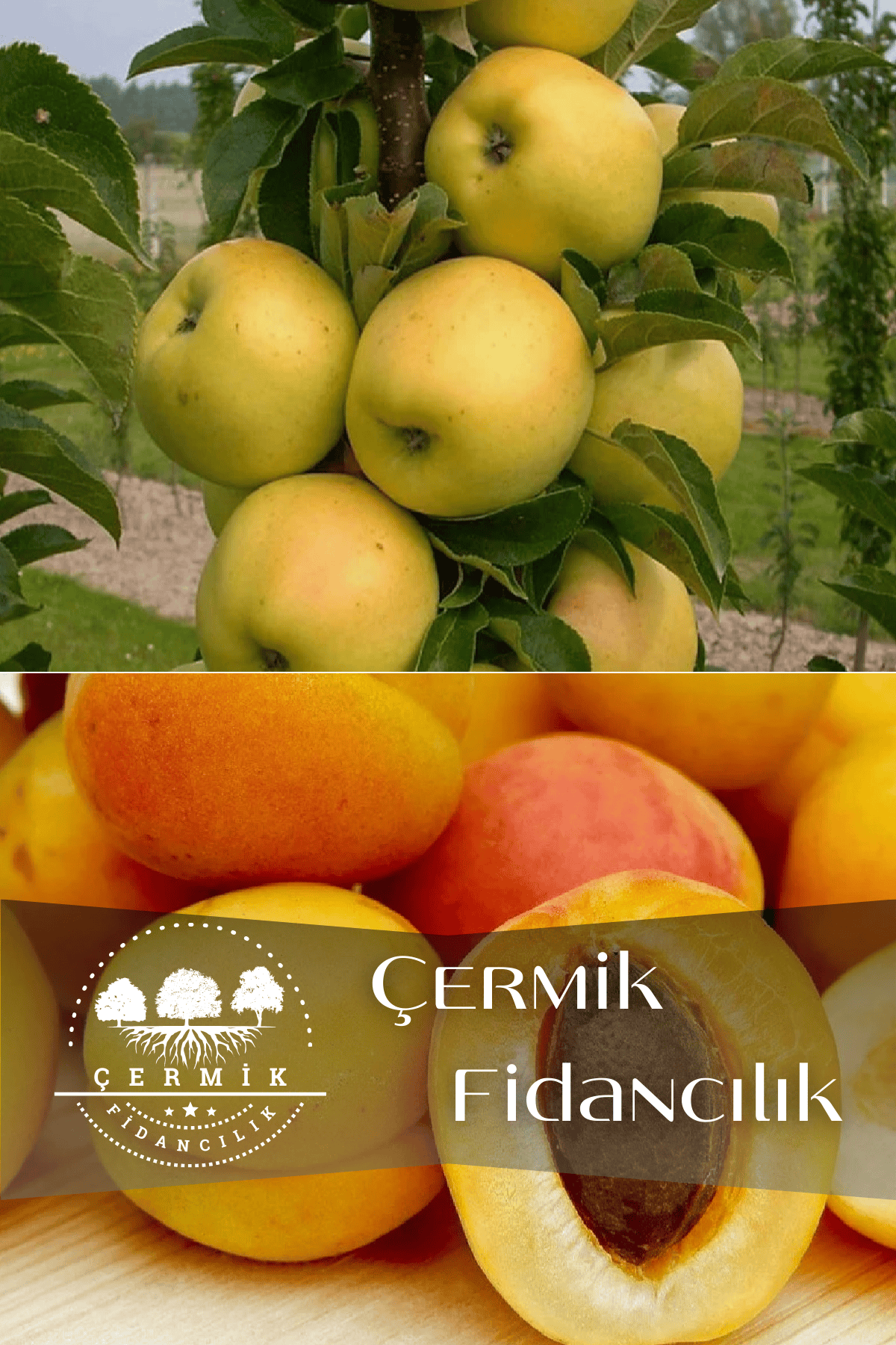 2 Çeşit Karışık Meyve Fidanı Şekerpare Kayısı Ve Golden Elma