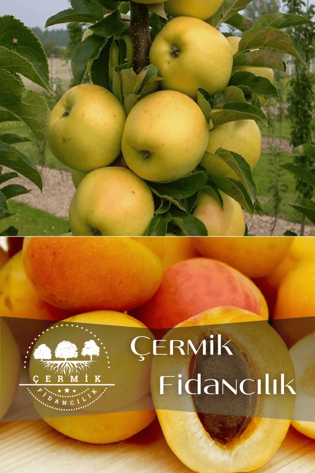 2 Çeşit Karışık Meyve Fidanı Şekerpare Kayısı Ve Golden Elma
