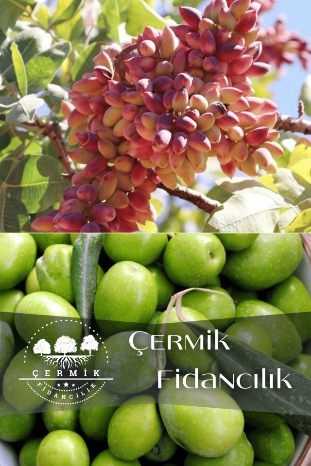 2 Çeşit Karışık Meyve Fidanı Gemlik Zeytin Ve Antep Fıstığı