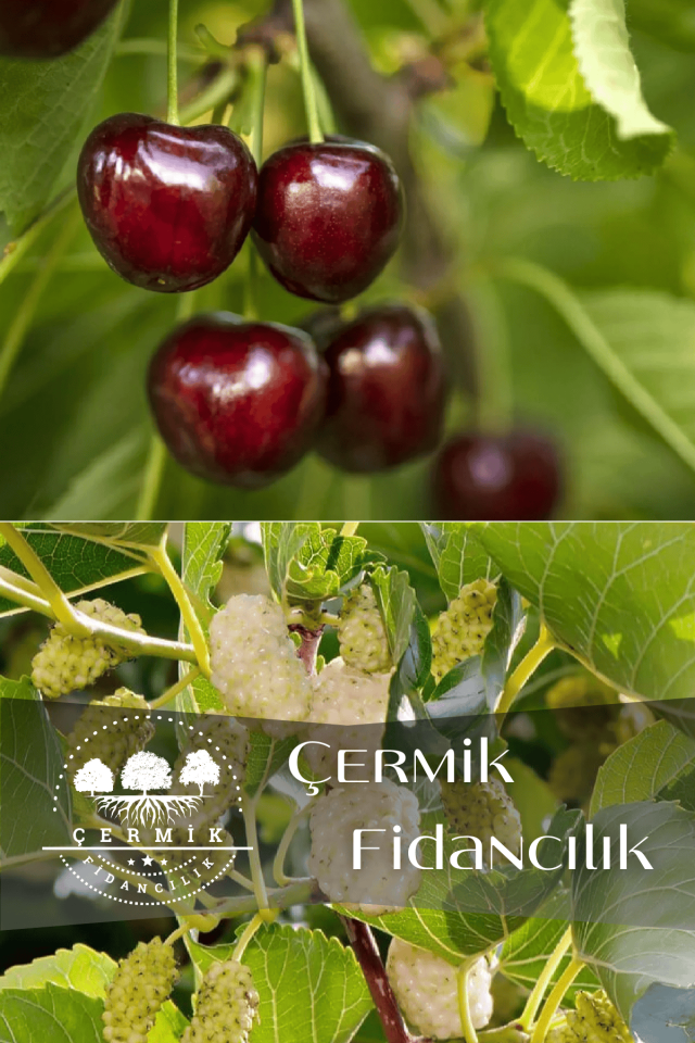 2 Çeşit Karışık Meyve Fidanı Napolyon Kiraz Ve Beyaz Dut