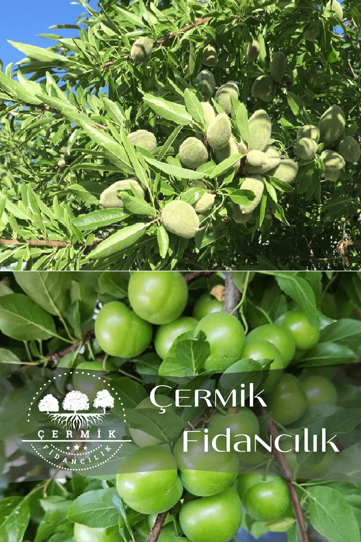 2 Çeşit Karışık Meyve Fidanı Yeşil Can Erik Ve Badem