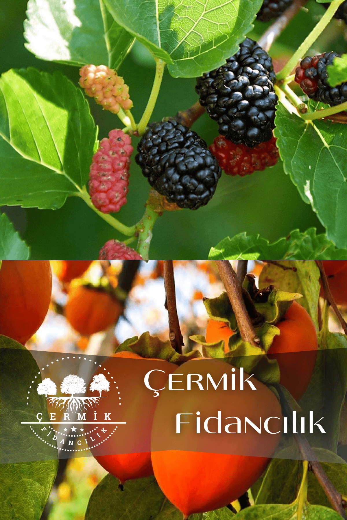 2 Çeşit Karışık Meyve Fidanı Kara Dut Ve Cennet Hurma