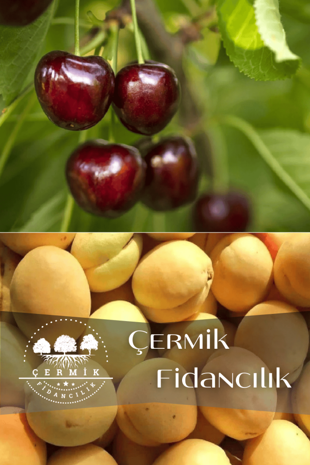 2 Çeşit Karışık Meyve Fidanı Napolyon Kiraz Ve Kayısı